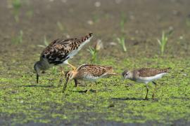 Kszyk - Gallinago gallinago - Common Snipe
