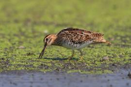 Kszyk - Gallinago gallinago - Common Snipe