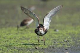 Batalion - Calidris pugnax - Ruff