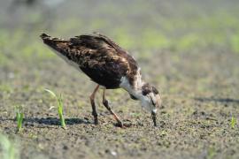 Batalion - Calidris pugnax - Ruff