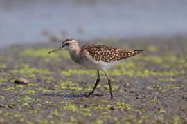 Łęczak - Tringa glareola - Wood Sandpiper