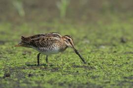 Kszyk - Gallinago gallinago - Common Snipe