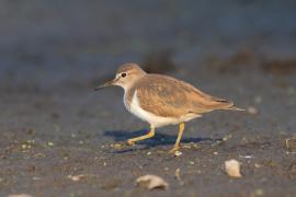 Brodziec piskliwy - Actitis hypoleucos - Common Sandpiper