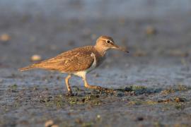 Brodziec piskliwy - Actitis hypoleucos - Common Sandpiper