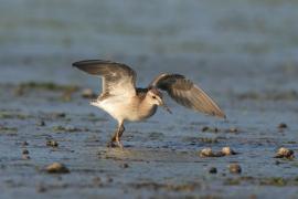 Łęczak - Tringa glareola - Wood Sandpiper