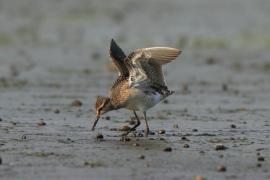 Łęczak - Tringa glareola - Wood Sandpiper