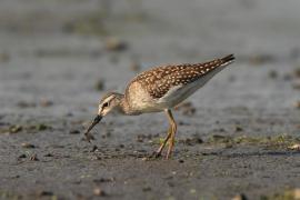 Łęczak - Tringa glareola - Wood Sandpiper