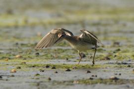 Łęczak - Tringa glareola - Wood Sandpiper
