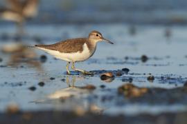 Brodziec piskliwy - Actitis hypoleucos - Common Sandpiper