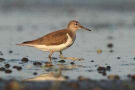 Brodziec piskliwy - Actitis hypoleucos - Common Sandpiper