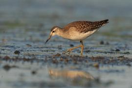 Łęczak - Tringa glareola - Wood Sandpiper