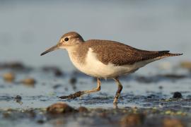 Brodziec piskliwy - Actitis hypoleucos - Common Sandpiper