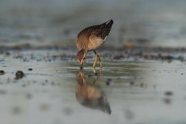 Łęczak - Tringa glareola - Wood Sandpiper
