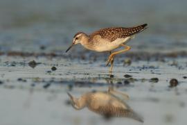 Łęczak - Tringa glareola - Wood Sandpiper