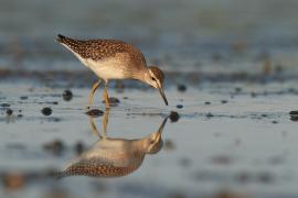 Łęczak - Tringa glareola - Wood Sandpiper