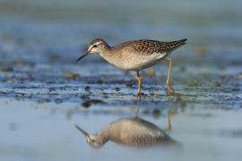 Łęczak - Tringa glareola - Wood Sandpiper