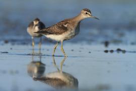 Łęczak - Tringa glareola - Wood Sandpiper