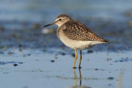 Łęczak - Tringa glareola - Wood Sandpiper