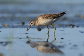 Łęczak - Tringa glareola - Wood Sandpiper