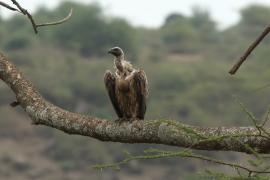Sęp afrykański - Gyps africanus - White-backed Vulture