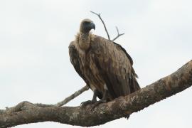 Sęp afrykański - Gyps africanus - White-backed Vulture