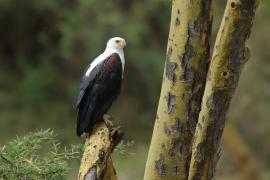 Bielik afrykański - Haliaeetus vocifer - African Fish Eagle