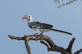 Toko białogrzbiety - Tockus erythrorhynchus - Northern Red-billed Hornbill