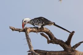 Toko białogrzbiety - Tockus erythrorhynchus - Northern Red-billed Hornbill