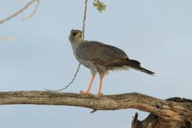 Jastrzębiak popielaty - Melierax poliopterus - Eastern Chanting Goshawk