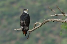 Myszołów białobrzuchy - Buteo augur - Augur Buzzard