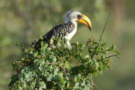 Toko żółtodzioby - Tockus flavirostris - Eastern Yellow-billed Hornbill