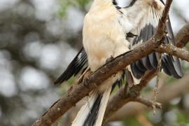 Toko białogrzbiety - Tockus erythrorhynchus - Northern Red-billed Hornbill