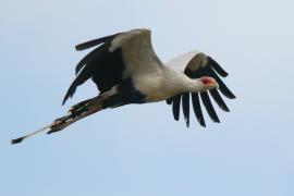 Sekretarz - Sagittarius serpentarius - Secretary-bird