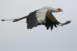 Sekretarz - Sagittarius serpentarius - Secretary-bird