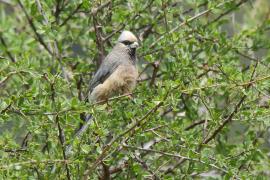 Czepiga białogłowa - Colius leucocephalus - White-headed Mousebird