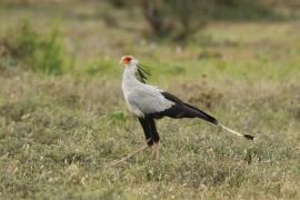 Sekretarz - Sagittarius serpentarius - Secretary-bird