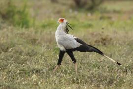 Sekretarz - Sagittarius serpentarius - Secretary-bird
