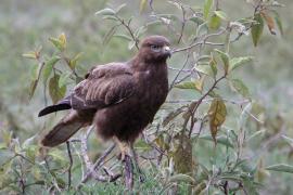 Myszołów - Buteo buteo - Common Buzzard