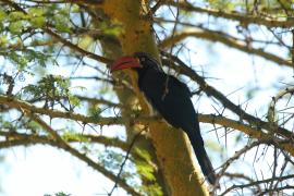 Toko czarnogłowy - Lophoceros alboterminatus - Crowned Hornbill