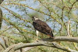 Myszołów białobrzuchy - Buteo augur - Augur Buzzard