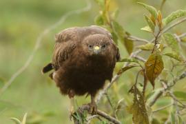 Myszołów - Buteo buteo - Common Buzzard