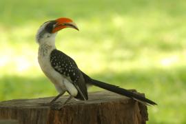 Toko plamisty - Tockus deckeni jacksoni - Jackson's Hornbill