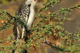 Toko plamisty - Tockus deckeni jacksoni - Jackson's Hornbill