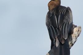 Wężówka afrykańska - Anhinga rufa - African Darter