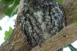 Syczek afrykański - Otus senegalensis - African Scops Owl