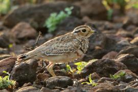Nocobieg ozdobny - Rhinoptilus cinctus - Three-banded Courser
