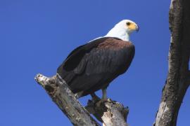 Bielik afrykański - Haliaeetus vocifer - African Fish Eagle