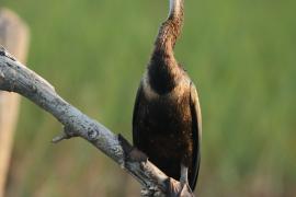 Wężówka afrykańska - Anhinga rufa - African Darter