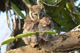 Puchacz mleczny - Bubo lacteus - Verreaux's Eagle Owl