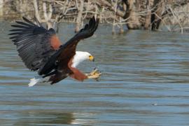 Bielik afrykański - Haliaeetus vocifer - African Fish Eagle